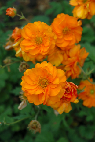 Geum 'Fire Storm'(Avens - Orange)