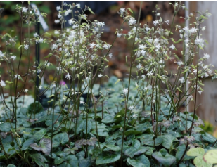 Beesia deltophylla