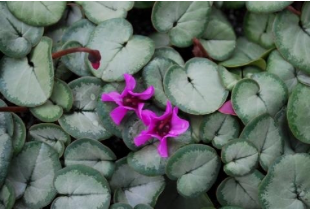 Cyclamen coum 'Silver Form'(Hardy Cyclamen)