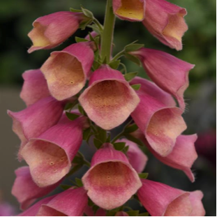 Digitalis 'Arctic Fox Rose'(Foxglove - Deep Pink)