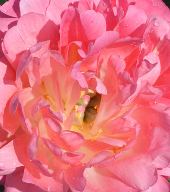 Paeonia 'Coral Sunset'