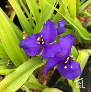 Tradescantia 'Blue and Gold'(Spiderwort)