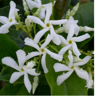 Trachelospermum jasminoides(Star Jasmine - White)