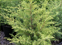 Load image into Gallery viewer, Juniperus communis &#39;Gold Cone&#39;

