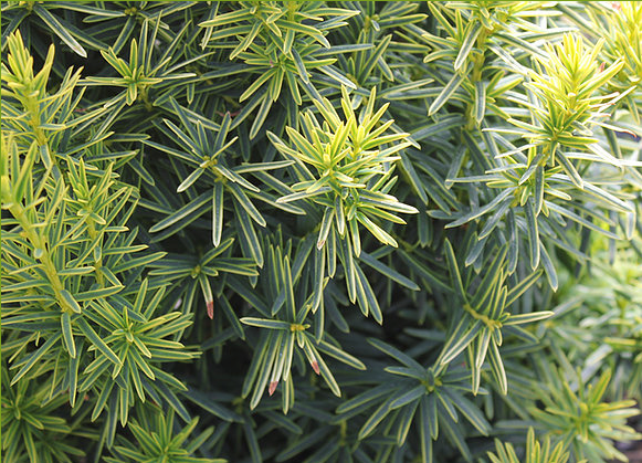 Taxus cuspidata 'Dwarf Bright Gold' – Verdant Yakima