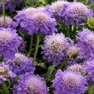 Scabiosa columbaria 'Blue Note'(Dwarf Pincushion Flower)