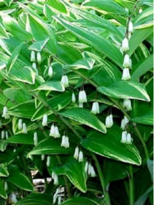 Polygonatum odoratum 'Variegatum'(Variegated Japanese Solomon's Seal)