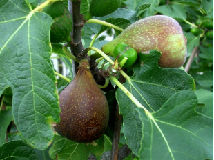 Ficus carica 'Olympian'(Olympian Fig)