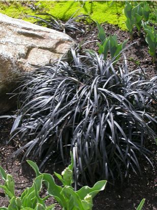 Ophiopogon planiscapus 'Nigrescens'(Black Mondo Grass)