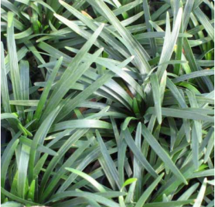Ophiopogon japonicus 'Nanus'(Dwarf Mondo Grass)