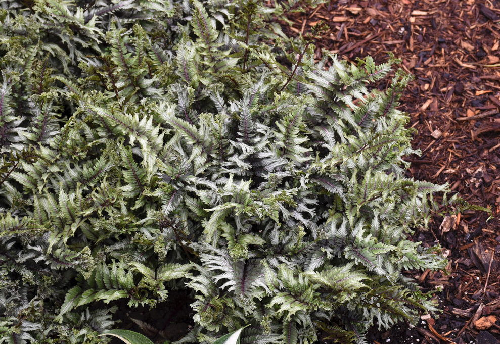 Athyrium niponicum 'Crested Surf' (Crested Japanese Painted Fern)