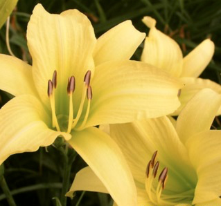 Hemerocallis 'Hyperion' (Daylily)