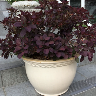 Cotinus coggygria 'Velveteeny'(Compact Purple Smokebush)