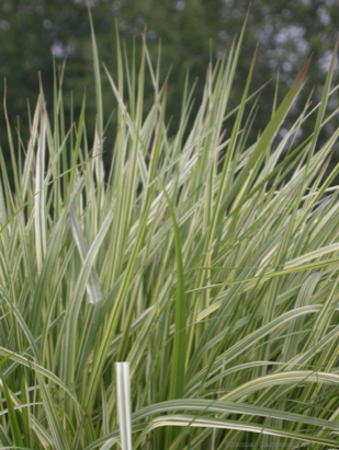 Molinia caerulea 'Variegata'(Variegated Moor Grass)