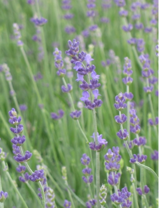 Lavandula ang. 'Munstead Strain'(English Lavender)