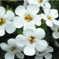 Bacopa 'Megacopa White'
