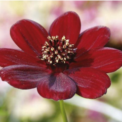 Cosmos atrosanguineus 'Choca Mocha'(Chocolate Cosmos)