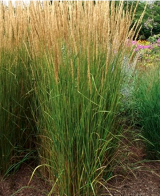 Calamagrostis acutiflora 'Karl Foerster'