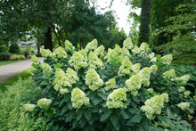 Load image into Gallery viewer, Hydrangea paniculata LIMELIGHT PRIME™
