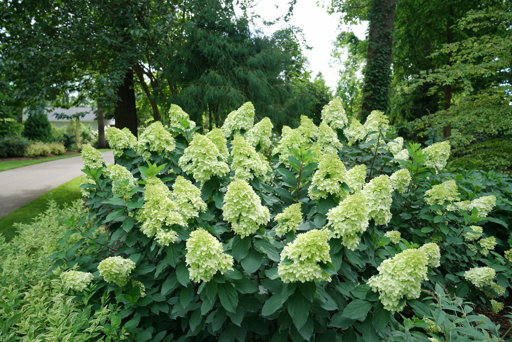 Hydrangea paniculata LIMELIGHT PRIME™