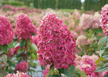 Load image into Gallery viewer, Hydrangea paniculata LIMELIGHT PRIME™

