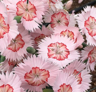 Dianthus AMERICAN PIE™ 'Georgia Peach Pie'