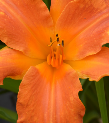 Hemerocallis RAINBOW RHYTHM® 'Primal Scream'