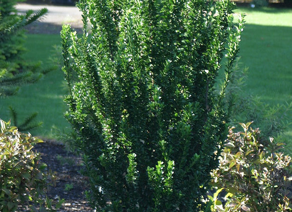 Euonymus japonica 'Green Spire'