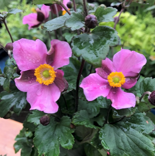 Anemone x hybrida 'Lucky Charm'(Windflower - Pink)
