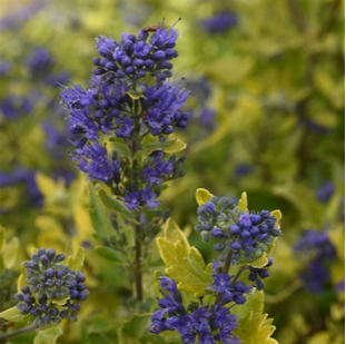 Caryopteris x clan. 'Gold Crest'