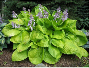 Hosta 'Sum and Substance'(Lime-green)