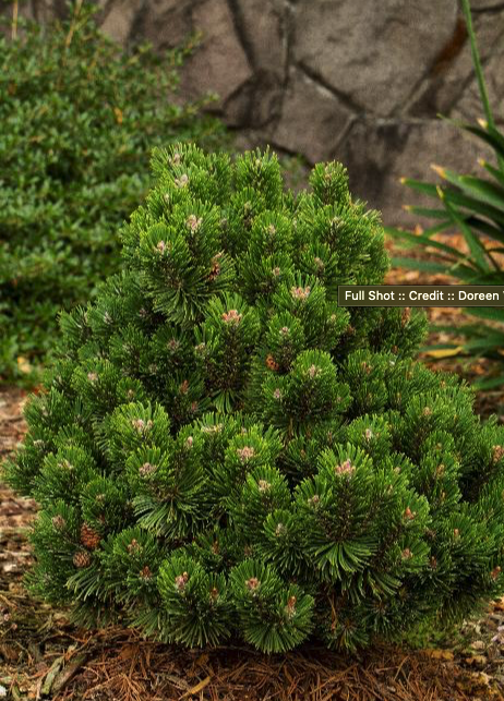 Pinus Mugo 'Sherwood Compact'