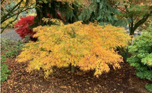 Load image into Gallery viewer, Acer palmatum dissectum &#39;Filigree&#39;
