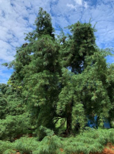 Pinus Strobus Pendula