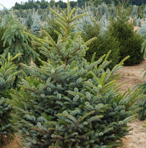 Picea Bicolor 