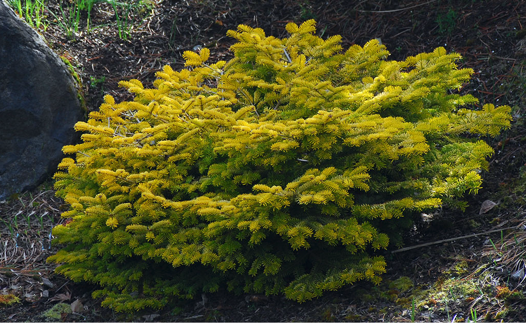 Abies Normanniana 