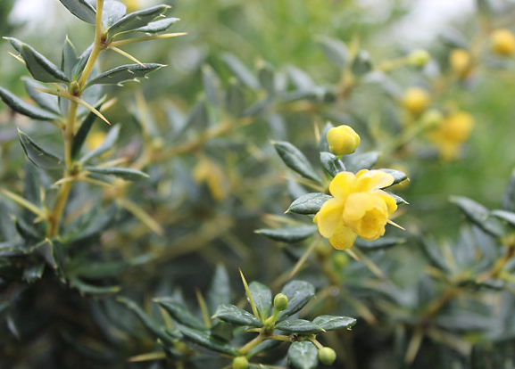 Berberis Frikartii 'Amstelveen'