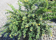 Load image into Gallery viewer, Berberis Frikartii &#39;Amstelveen&#39;
