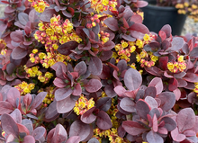 Load image into Gallery viewer, Berberis Thunbergii &#39;Concorde&#39; (Barberry)
