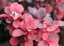Load image into Gallery viewer, Berberis Thunbergii &#39;Concorde&#39; (Barberry)
