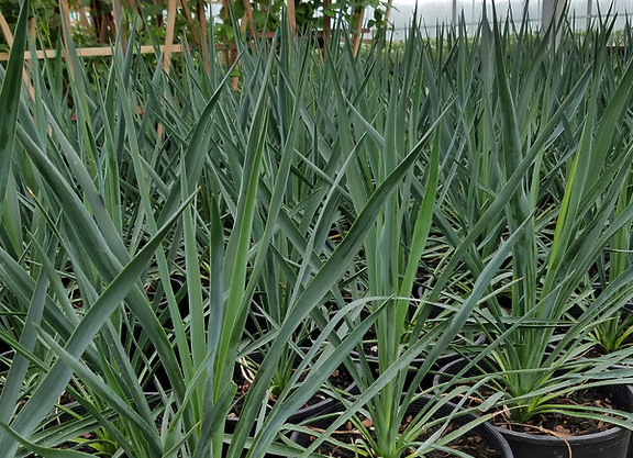 Yucca 'Blue Sentry'