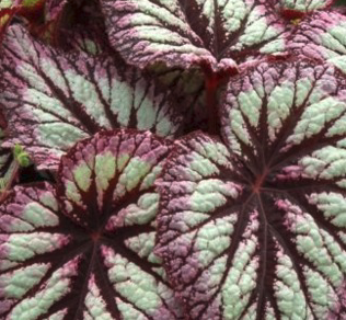 Rex Begonia 'Fireworks'