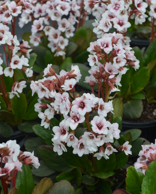 Bergenia cordifolia DRAGONFLY™ 'Angel Kiss'