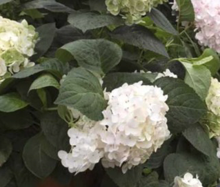 Hydrangea macrophylla ENDLESS SUMMER® 'Blushing Bride'®