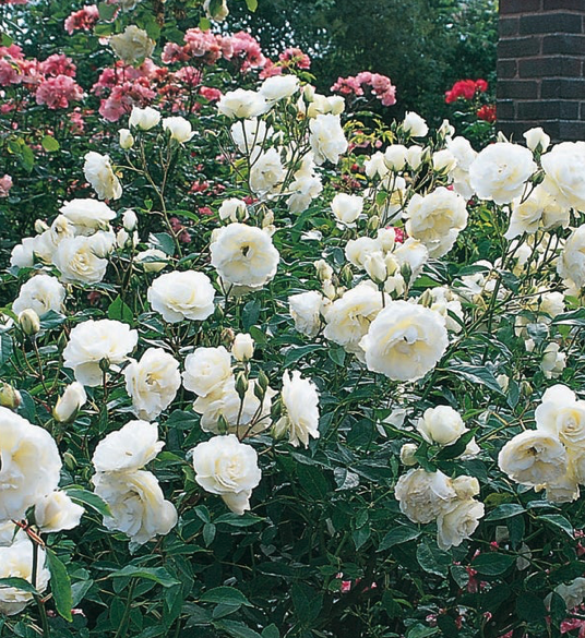 Rosa floribunda 'Iceberg' (white)