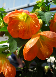 Abutilon 'Lucky Lantern Tangerine'(Flowering Maple - Orange)
