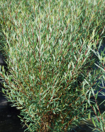 Salix purpurea 'Gracilis'
