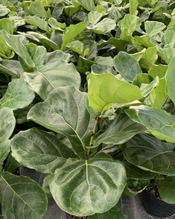 Ficus lyrata (Fiddle Leaf Fig)