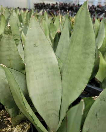 Sansevieria trifasciata 'Moonshine'