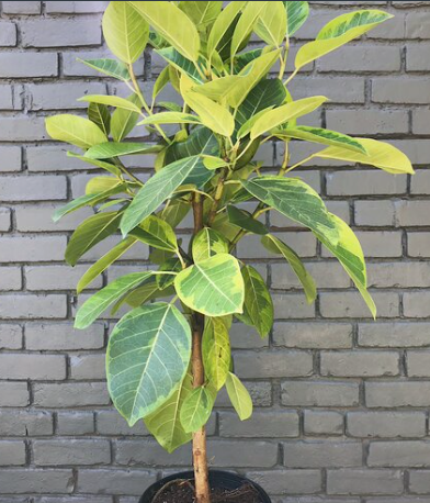 Ficus altissima - bush